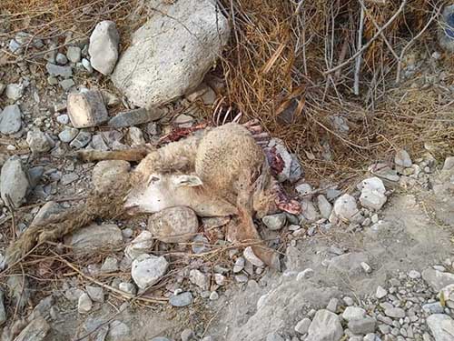 Chupacabras o animal salvaje ataca en el semidesierto queretano