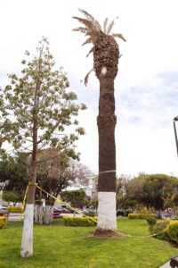 Autoridades municipales de Ezequiel Montes continúan en la lucha para salvar las palmeras del Jardín Principal.