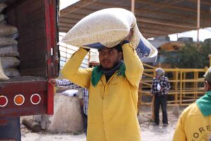Beneficia SEDEA agricultores de Tolimán con grano de maíz