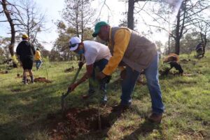 Entrega SEDEA árboles para Jornada de Reforestación en Amealco