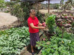 Secretaría de Desarrollo Agropecuario brinda 16 huertos biointensivos a familias sanjuanenses