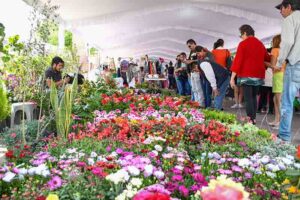 Presidente René Mejía inaugura con éxito el primer día del Festival de las Flores Amealco 2023.