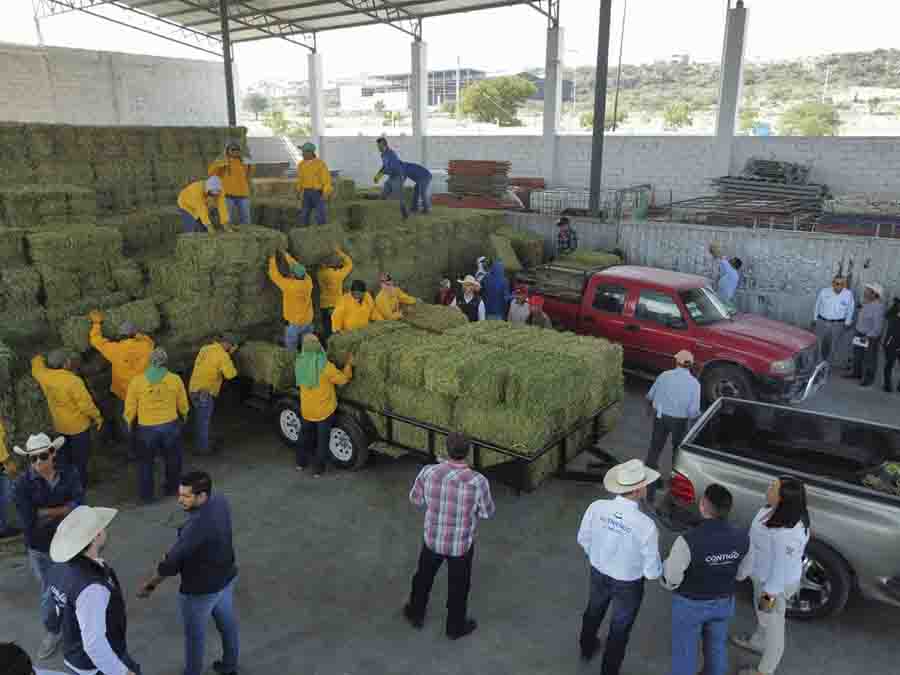 SEDEA apoya con pacas de forraje a ovinocultores y caprinocultores