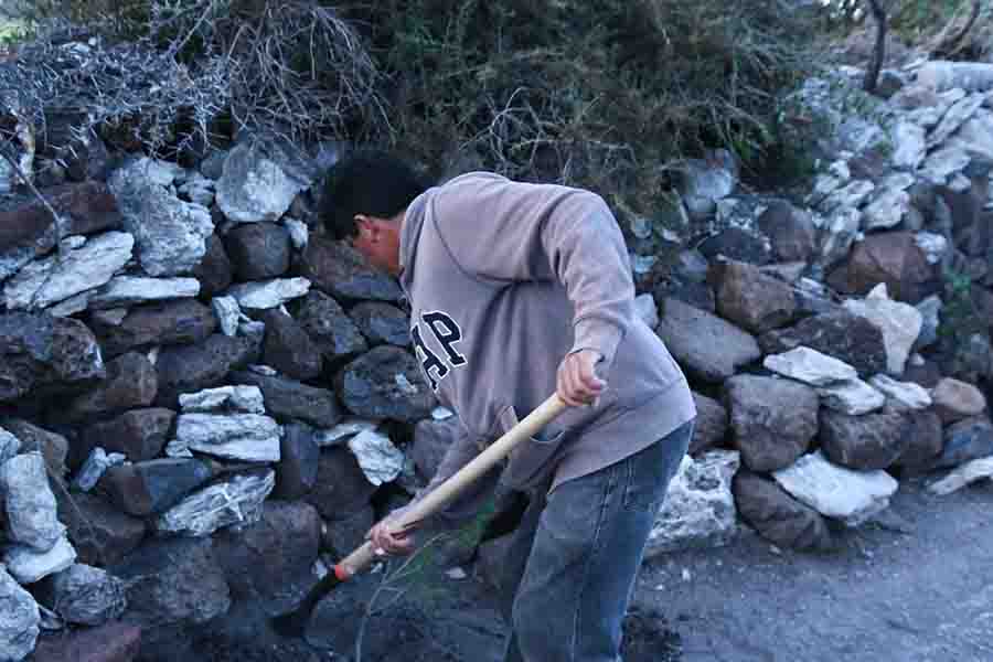 El gobierno municipal de Ezequiel Montes, plantó 300 árboles en “El Coyote”