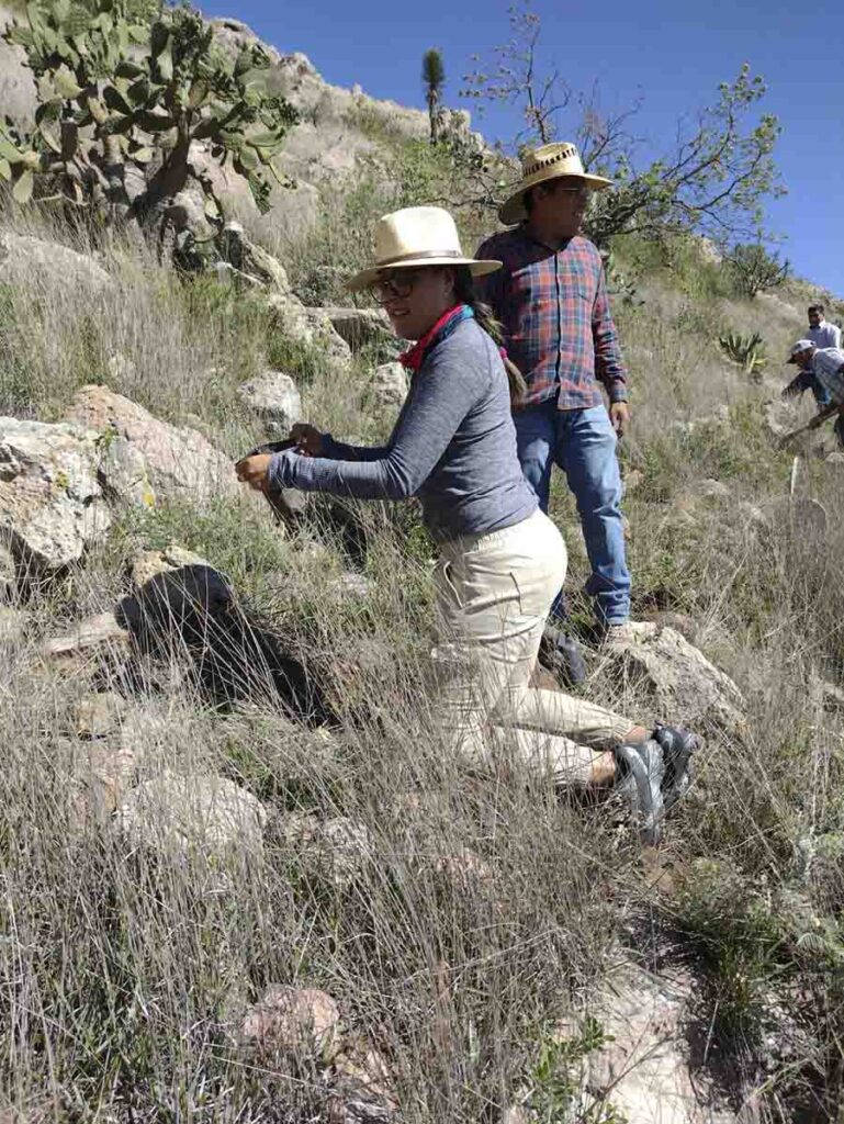 Participa municipio en jornada de reforestación del Cerro Grande con 400 árboles de mezquite y huizache
