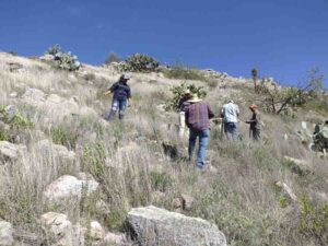 Participa municipio en jornada de reforestación del Cerro Grande con 400 árboles de mezquite y huizache