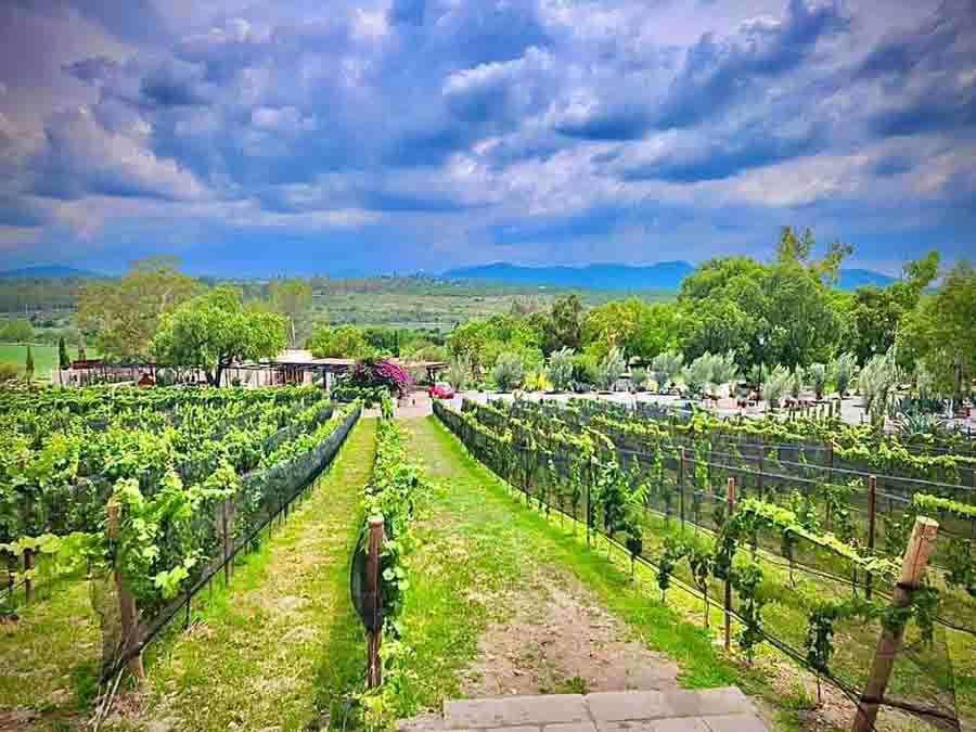 Todo listo para la Vendimia 2023 de Hacienda Lagunillas y Grupo Sayil