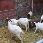 AGALO de Cadereyta premia a ganaderos locales en la Feria Cadereyta 2023