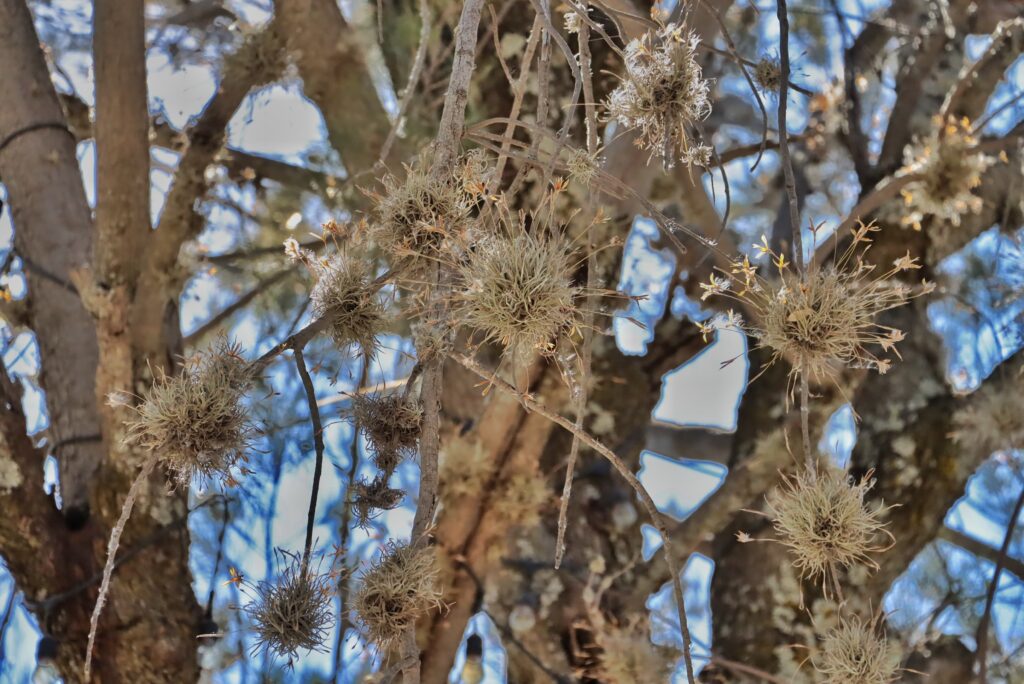 Campaña emergente para combate de Heno Motita o Paxtle