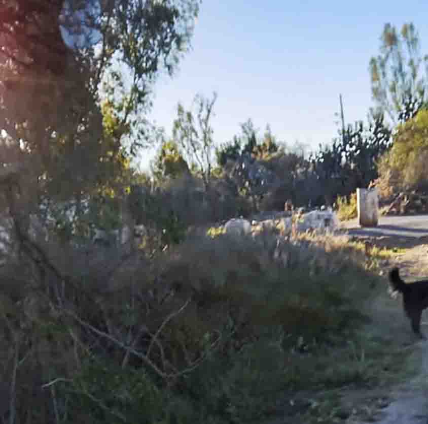 Denuncia Ciudadana sobre Perro Peligroso en Villa Nueva, Cadereyta