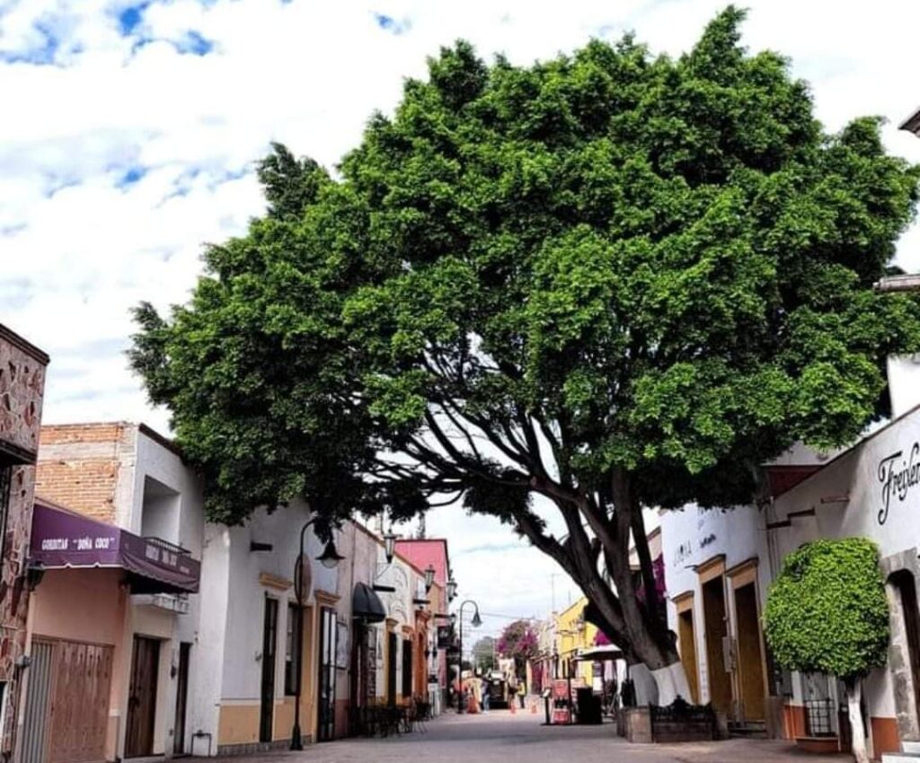 Árbol emblemático cae en Tequisquiapan: Equipo de emergencia actúa sin reporte de lesiones graves