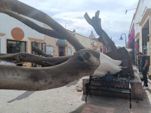 Árbol emblemático cae en Tequisquiapan: Equipo de emergencia actúa sin reporte de lesiones graves