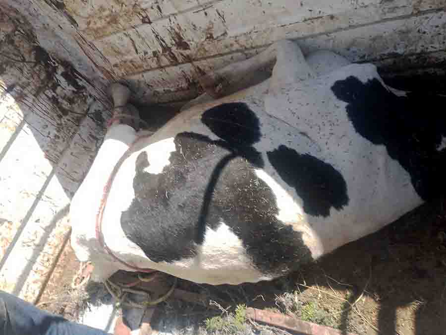 ALERTA SANITARIA EN COLÓN: INTOXICACIÓN MASIVA DE GANADO Y NEGLIGENCIA EMPRESARIAL