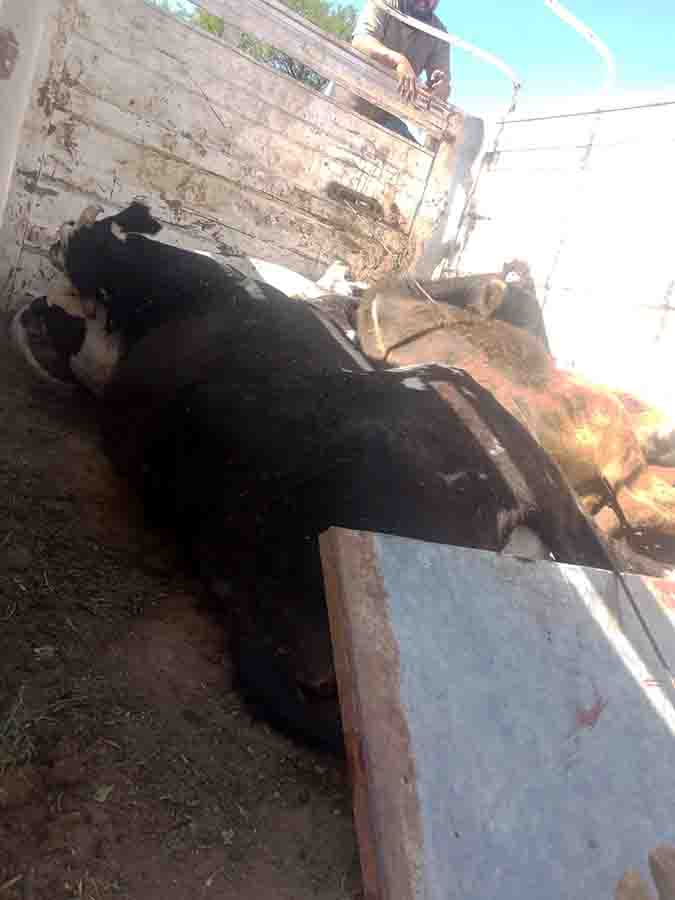 ALERTA SANITARIA EN COLÓN: INTOXICACIÓN MASIVA DE GANADO Y NEGLIGENCIA EMPRESARIAL