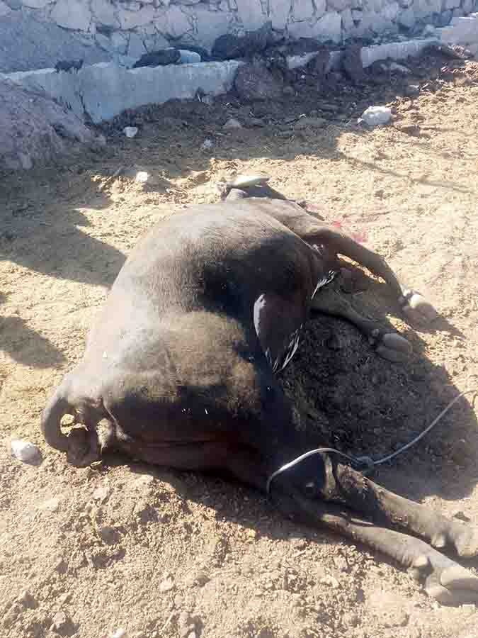 ALERTA SANITARIA EN COLÓN: INTOXICACIÓN MASIVA DE GANADO Y NEGLIGENCIA EMPRESARIAL