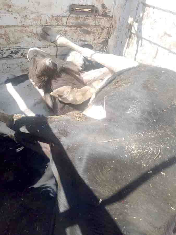 ALERTA SANITARIA EN COLÓN: INTOXICACIÓN MASIVA DE GANADO Y NEGLIGENCIA EMPRESARIAL