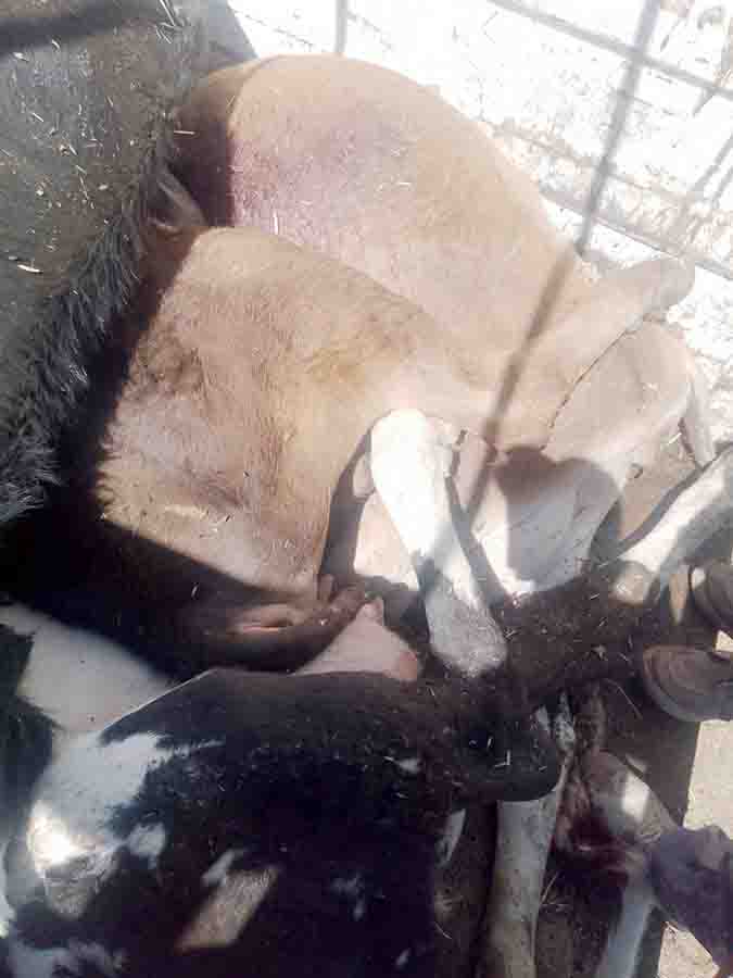 ALERTA SANITARIA EN COLÓN: INTOXICACIÓN MASIVA DE GANADO Y NEGLIGENCIA EMPRESARIAL