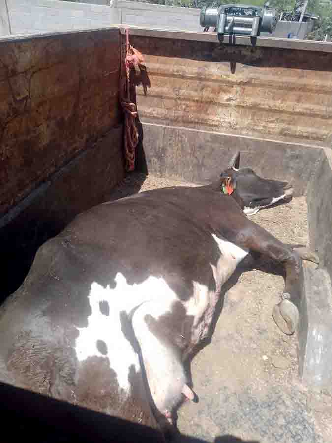 ALERTA SANITARIA EN COLÓN: INTOXICACIÓN MASIVA DE GANADO Y NEGLIGENCIA EMPRESARIAL