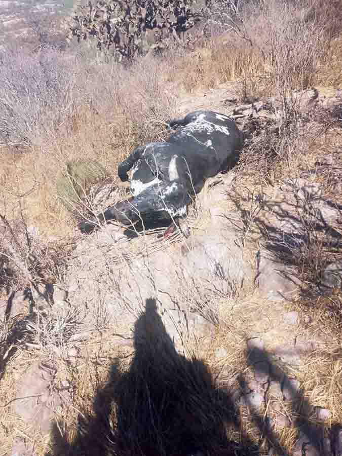 ALERTA SANITARIA EN COLÓN: INTOXICACIÓN MASIVA DE GANADO Y NEGLIGENCIA EMPRESARIAL