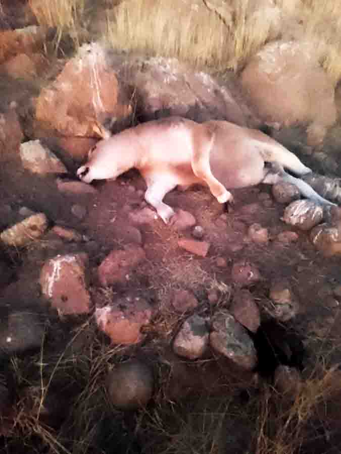 ALERTA SANITARIA EN COLÓN: INTOXICACIÓN MASIVA DE GANADO Y NEGLIGENCIA EMPRESARIAL