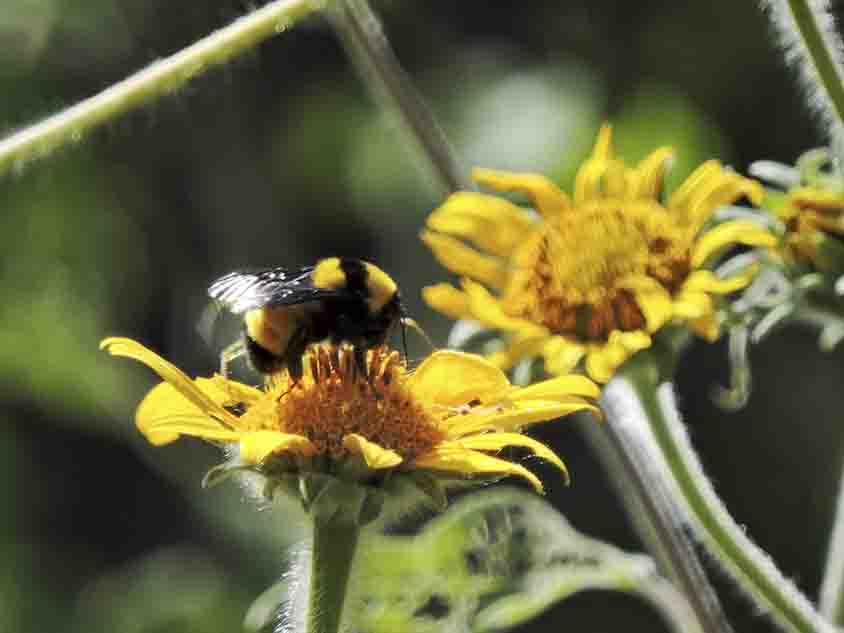 Invita SECULT al Festival de las Abejas Nativas