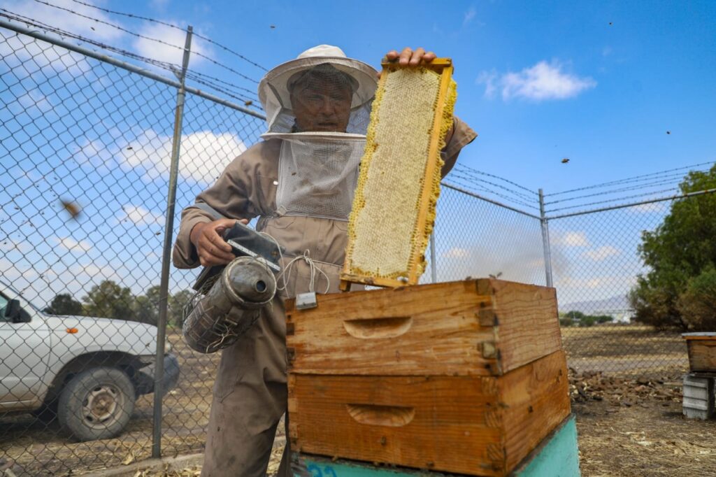 Apiario UAQ: espacio de cuidado, investigación y creación de productos