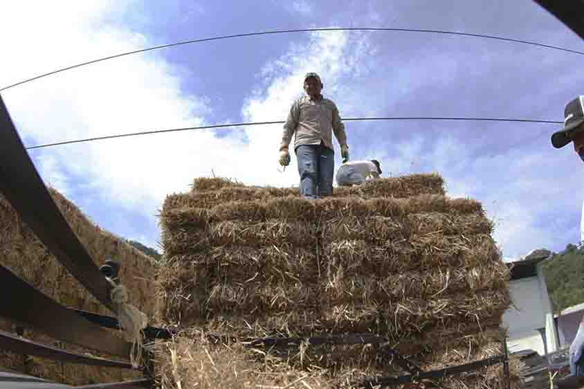 Arranca SEDEA entrega de forraje en la Sierra Gorda