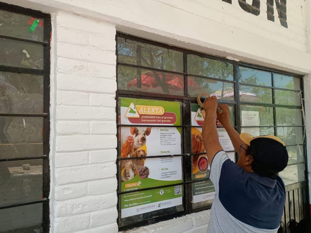 Acciones para prevenir el gusano barrenador en la producción.
