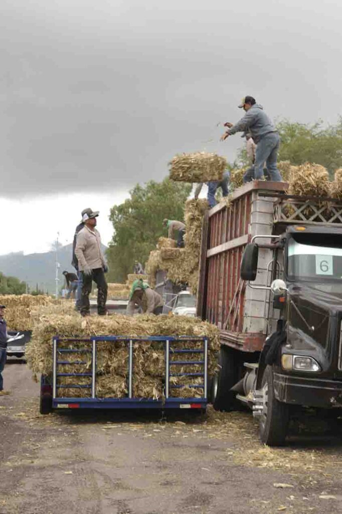 Entrega SEDEA forraje para ganado en Cadereyta