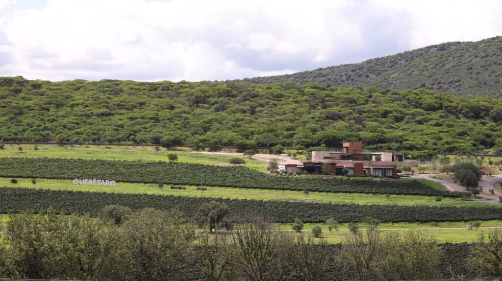 Puerta del Lobo celebra su décima vendimia.