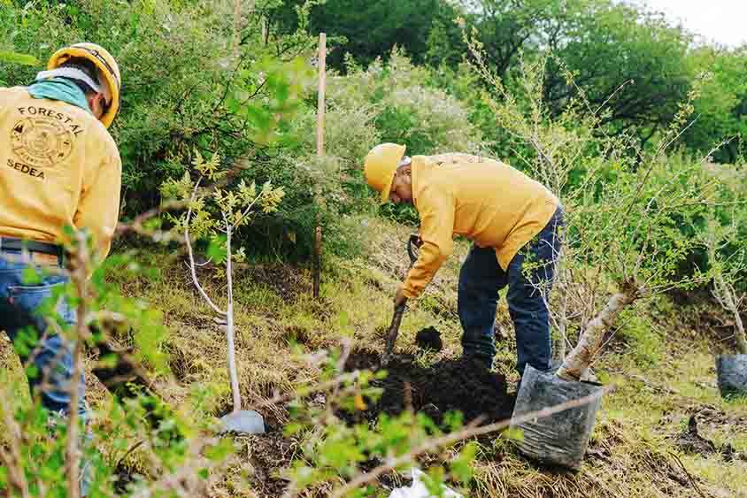 Se une el gobierno de Querétaro para reforestar El Tlacuache