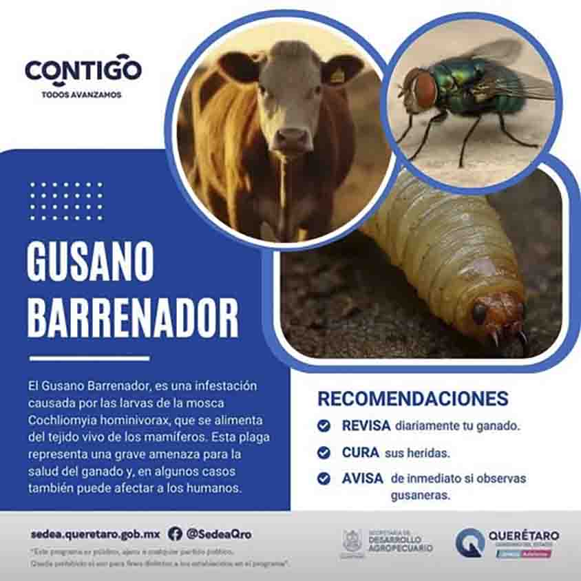 Participa SEDEA en la prevención para combatir al gusano barrenador