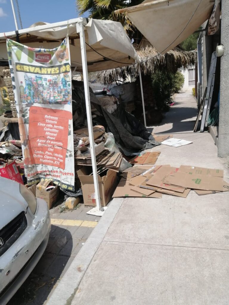 Vecinos denuncian riesgo por palmera en Paseos del Marqués; autoridades omisas ante el problema