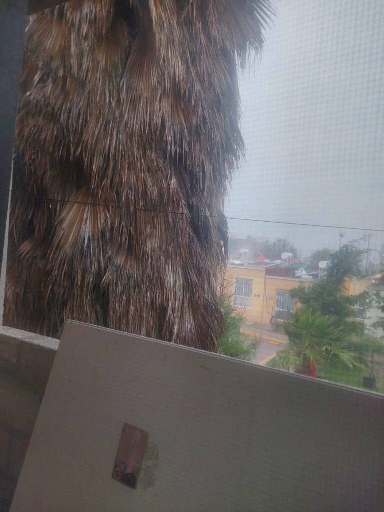 Vecinos denuncian riesgo por palmera en Paseos del Marqués; autoridades omisas ante el problema