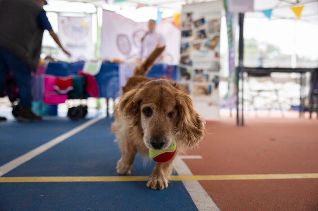Arranca Croquetón Escolar 2025, un trabajo conjunto por el bienestar animal