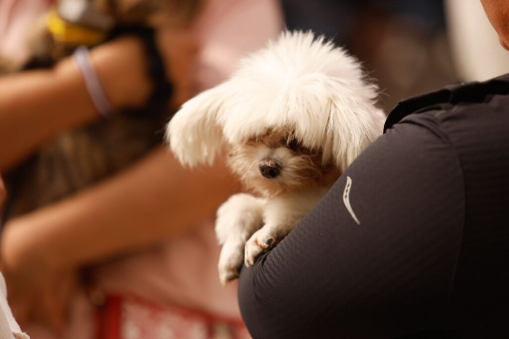 Emite Municipio de Querétaro recomendaciones para cuidar mascotas en estos festejos patrios
