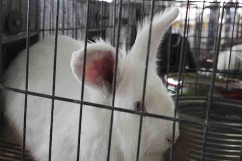 Inicia la Expo Campo El Marqués 2025