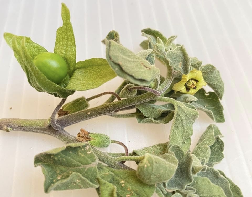 Estudiante de Química UAQ triunfa en las Cátedras del Semidesierto 2025