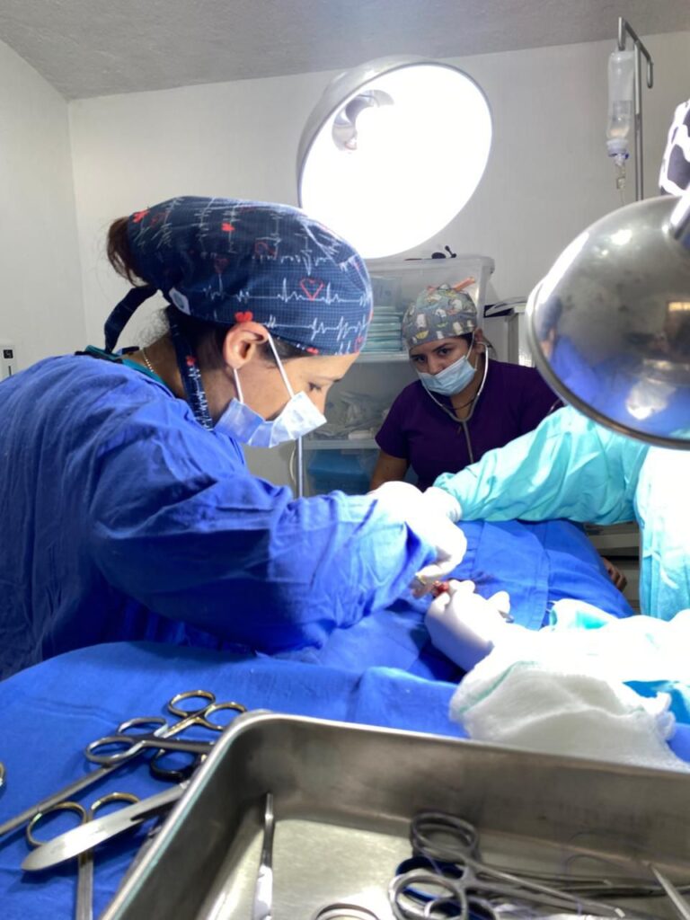 Realizan campaña de esterilización canina y felina en Tolimán