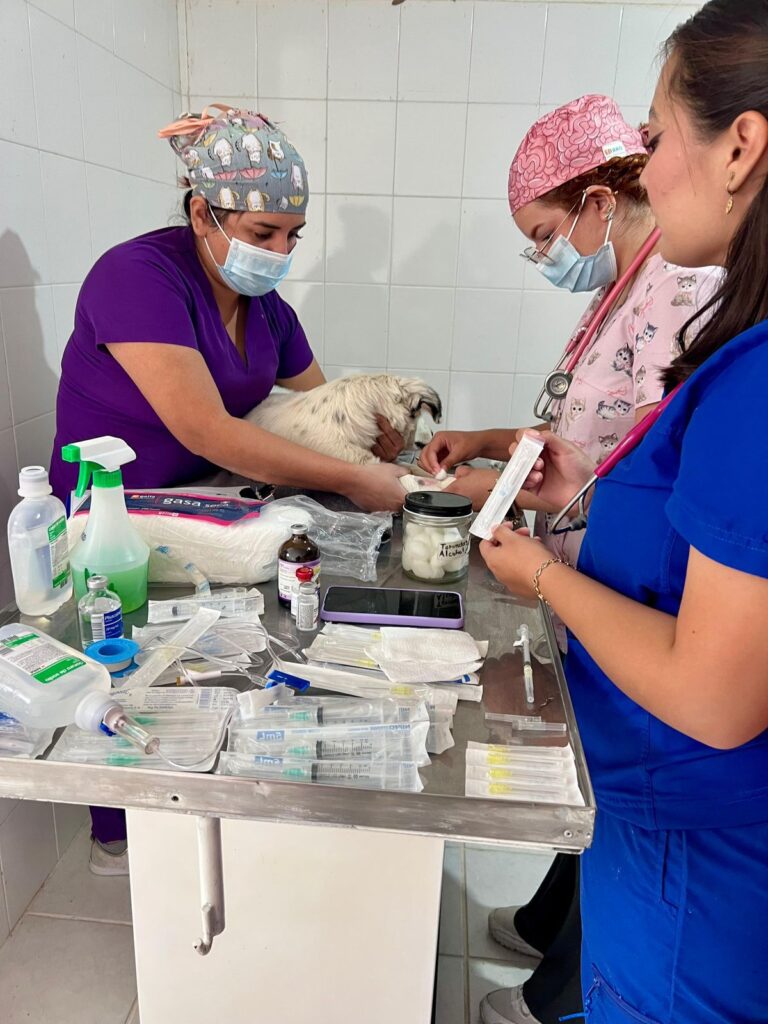 Realizan campaña de esterilización canina y felina en Tolimán
