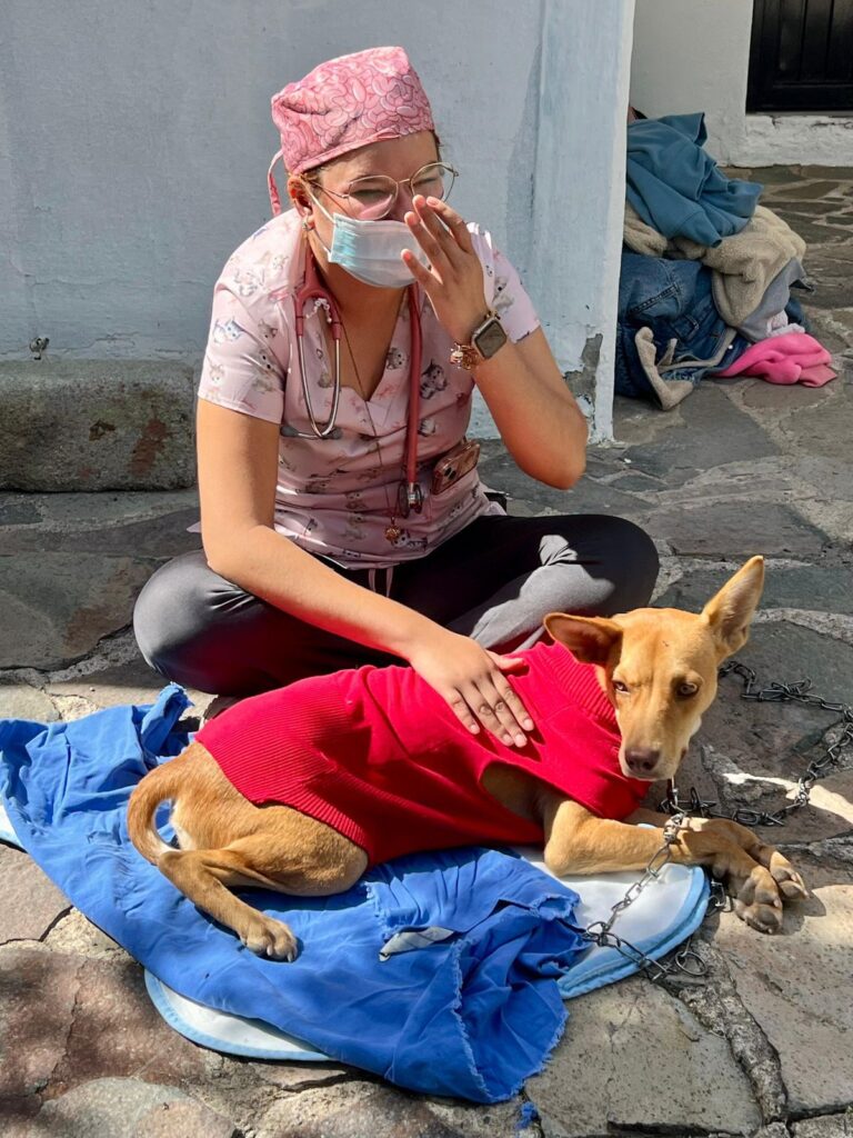Realizan campaña de esterilización canina y felina en Tolimán