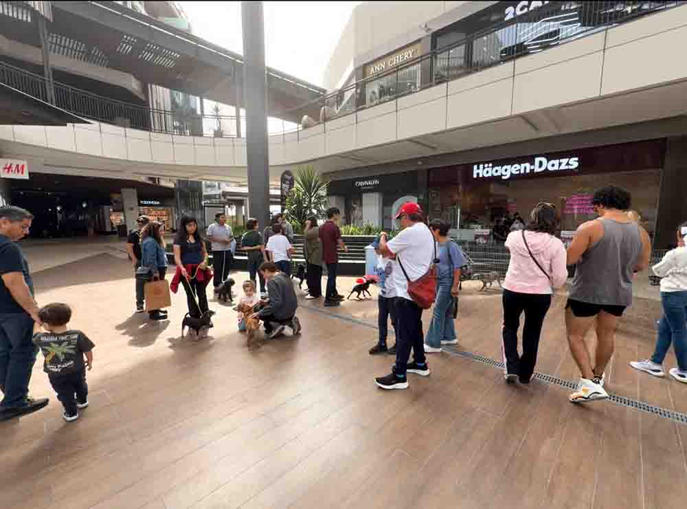 Querétaro refuerza protección animal y tenencia responsable