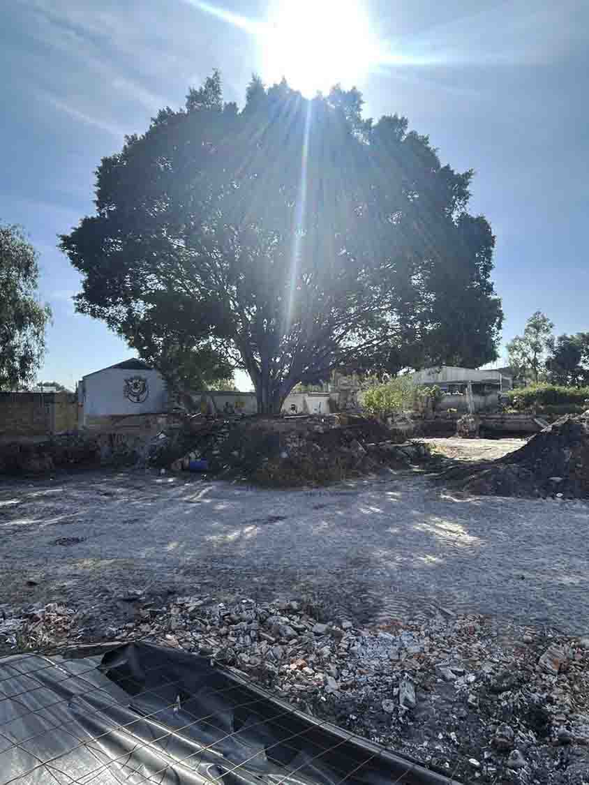 Municipio de Querétaro atiende denuncia ciudadana por posible afectación a árbol en Las Teresas