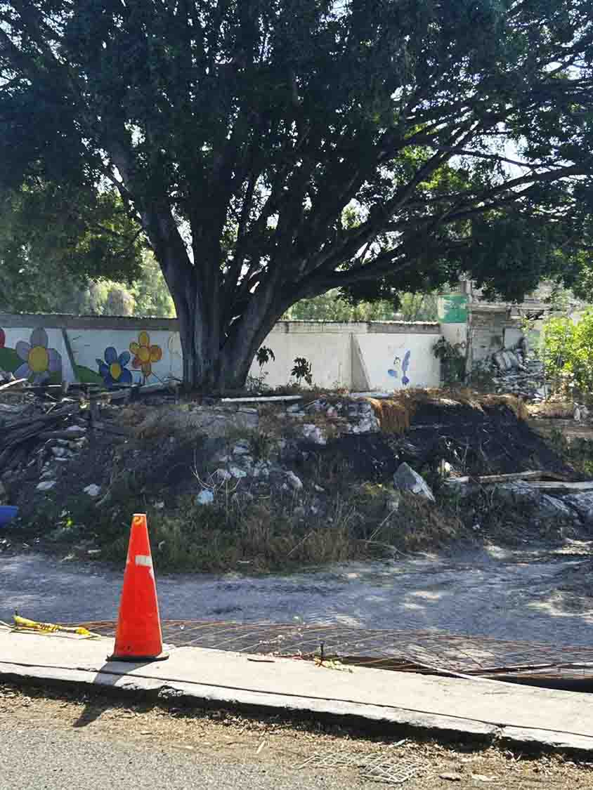 Municipio de Querétaro atiende denuncia ciudadana por posible afectación a árbol en Las Teresas