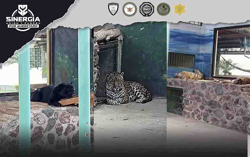 Sinergia asegura armas y fauna en Santa Rosa Jáuregui