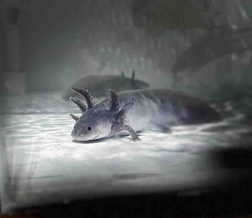 Preservar al ajolote, identidad queretana: Birlain