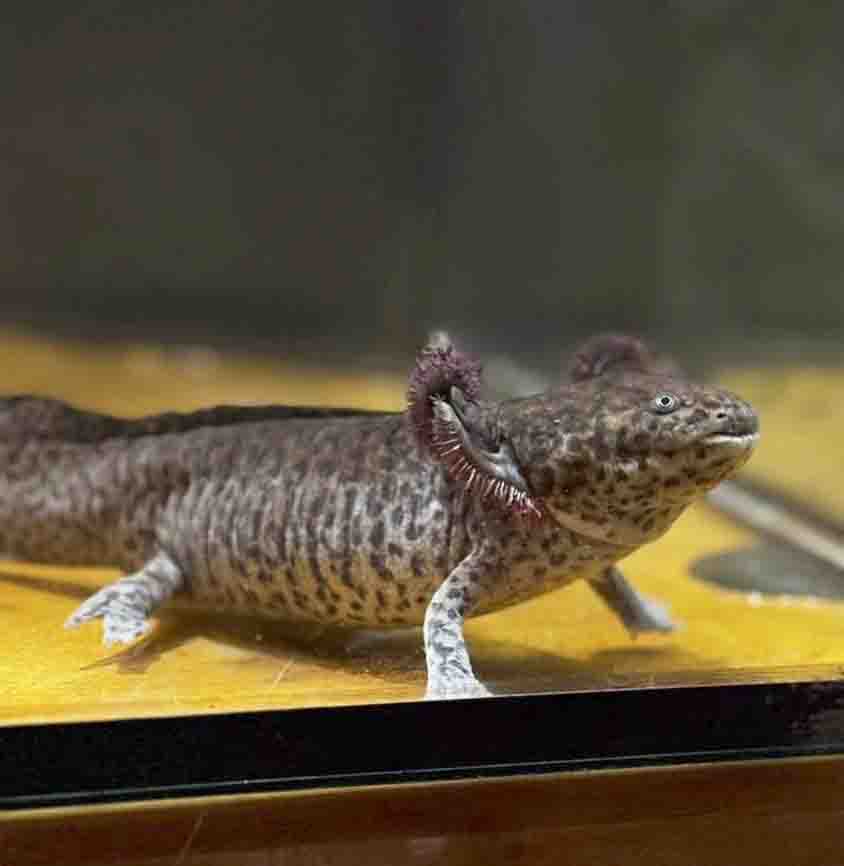 Preservar al ajolote, identidad queretana: Birlain