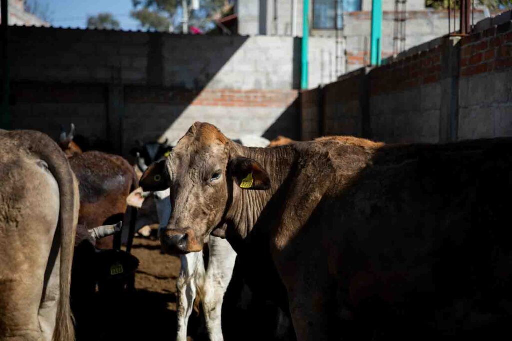 Implementan programa de identificación de ganado