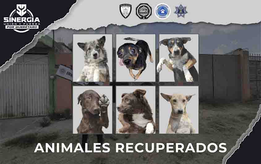 Rescatan 32 perros en cateo por maltrato