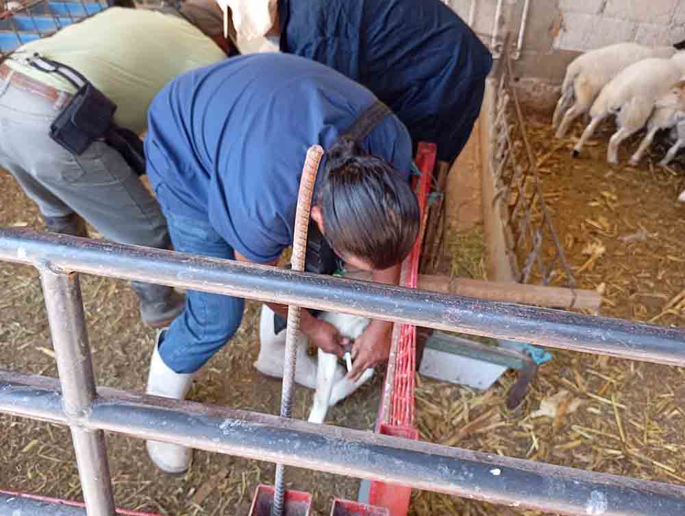 San Juan lleva apoyos a Palmillas